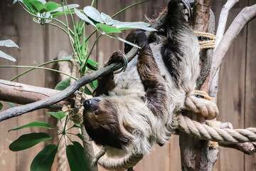 Two-Toed Sloth Hanging from a Tree Branch