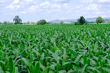 Corn crop field Landscap plant