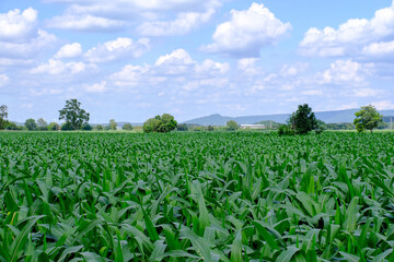 Corn crop field Landscap plant