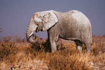 Fototapeta premium Elephant eating in Etosha