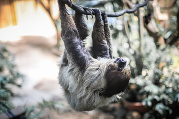 Fototapeta premium Two-Toed Sloth Relaxing Upside Down on Tree Branch