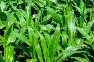 Corn crop field Landscap plant