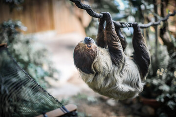 Two-Toed Sloth Relaxing Upside Down on Tree Branch