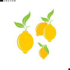 Fresh lemon vector. Citrus fruit. Isolated lemon with leaves on white background