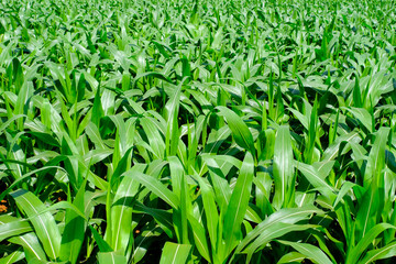 Corn crop field Landscap plant