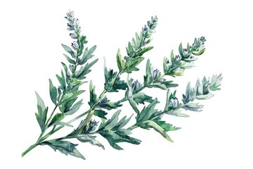 Hand-Drawn Watercolor Illustration of Wormwood Herb for Aromatherapy and Health Care