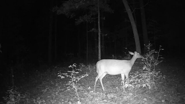 Whitetail deer doe at night