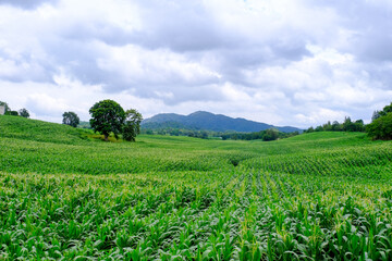 Corn crop field Landscap plant