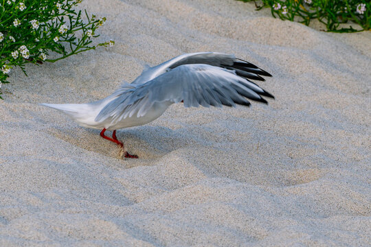Red-legged and beaked seagull