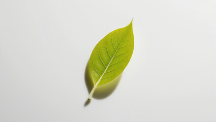 green leaf on white background