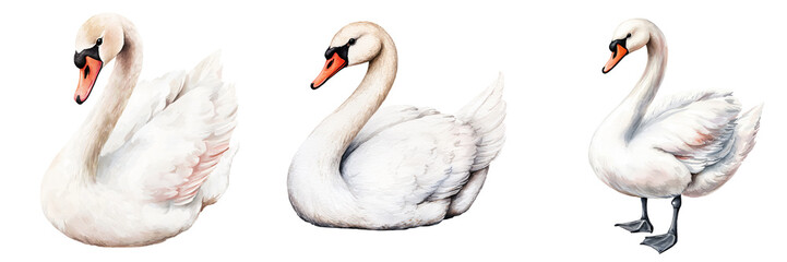 Fototapeta premium Three elegant swans showcasing their grace and beauty in various poses, perfect for nature-themed projects and artworks.
