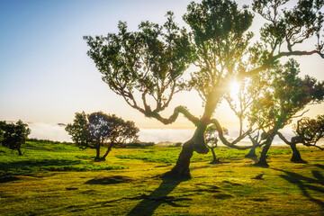 Centuries-old til trees in fantastic magical idyllic Fanal Laurisilva forest on sunset. Madeira...