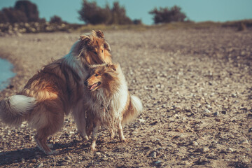 2 Rough Collies britisch sable spielen am Strand im Sommer