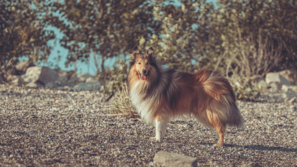 Schöner rough Collie Langhaar dark sable Rüde outdoor Var. 4