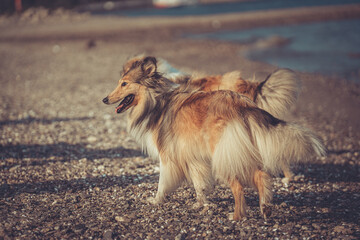 2 rough Collies schottisch sable am Strand nebeneinander im Sommer
