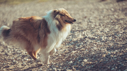 Rough Collie schottisch Langhaar sable Junghund Rüde läuft outdoor auf Sand Steinen outdoor Var. 1