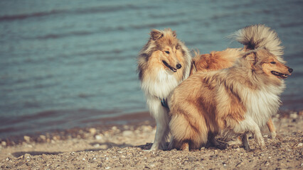 2 rough Collies schottisch Junghunde spielen und rennen am Strand Var. 8