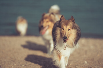 3 Rough Collies britisch sable in Aktion am Strand im Sommer Var. 2