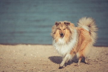 Rough Collie Junghund sable britisch Hündin läuft am Strand Var. 1