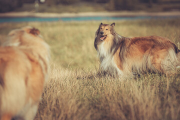 2 Rough Collies britisch sable  im Sommer auf Gras