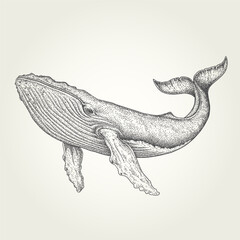 Detailed stippling whale vector illustration. Black and white vintage marine life drawing. Hand-drawn realistic humpback whale artwork.