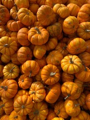 pile of pumpkins