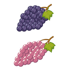 bunch of grapes isolated on white background