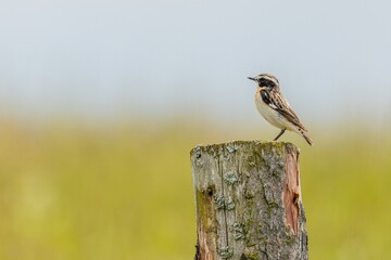 A male whinchat, a small wild brown, orange and white passerine bird, perching on a wooden stake in a meadow. Sunny summer day. Blurry green grass and blue sky in the background. 