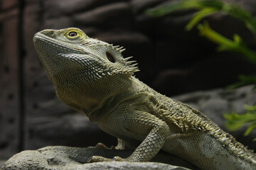The lizard that creeps among the rocks