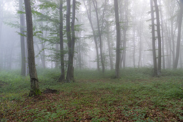 Summer landscape of the foggy forest, in Transylvania