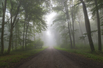Obraz premium Summer landscape of a country road cutting through the foggy forest