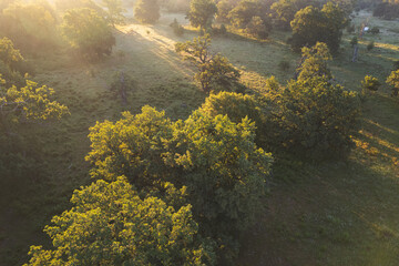 Aerial scene above the forest on Via Transilvanica. Foggy landscape above the green oak trees	
