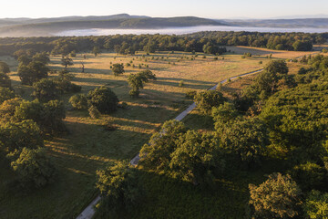 Aerial scene above the forest on Via Transilvanica. Foggy landscape above the green oak trees	
