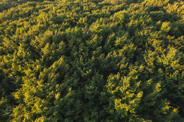 Aerial scene above the forest on Via Transilvanica. Foggy landscape above the green oak trees	
