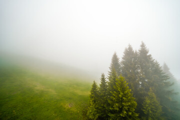 Misty forest in the morning