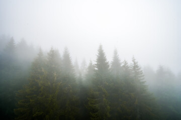 Misty forest in the morning