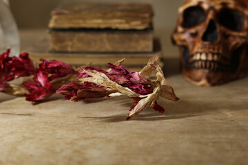 halloween still life with human skull, pile of vintage books and dried red flowers