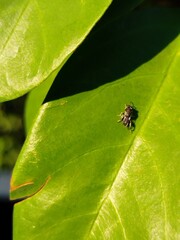 Close up photo of star fruit leaf with fascinating texture, macro photo background