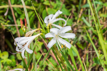 自然の中に咲く白いリコリス