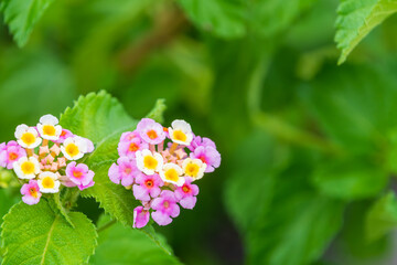 鮮やかなランタナの花のクローズアップ
