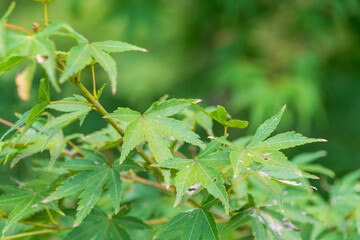 緑豊かなもみじの葉