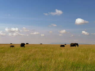 Manada de elefantes en el Masai Mara