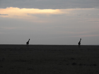 Atardecer en la sabana con dos jirafas de fondo