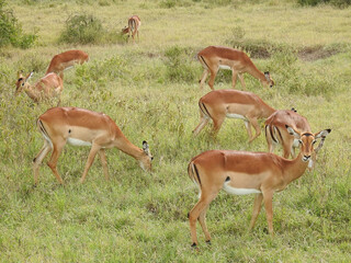 Antílopes comiendo en Kenia