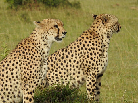 Guepardos buscando presas