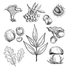 set of elements flowers and leaves and cone. Hand draw illustration, black lines