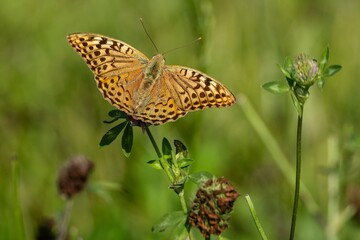 Close up image of the cardinal, an orange and black butterfly, sitting on a clover flower in a meadow on a sunny summer day. 
