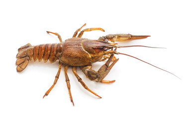 One brown crayfish.