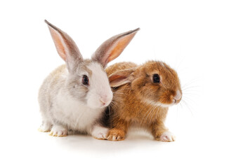 Two beautiful rabbits.