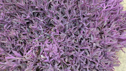 Tradescantia pallida the purple leaves are succulent, lanceolate or oblong in shape. Is herbaceous...